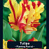 Tulipa Flaming Parrot x7 12/+