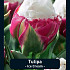 Tulipa Ice Cream x5 12/+