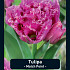 Tulipa Match Point x7 12/+