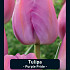 Tulipa Purple Pride x10 12/+