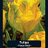 Tulipa Texas Gold x7 12/+