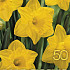 Narcis Geel x50 14/16