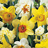 Narcis Gemengd x100 10/12