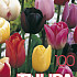 Tulp Gemengd x100 12/+