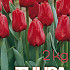 Tulp Seadov 2 kg 12/+