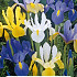 Iris Hollandica mixed  x 10 8/9