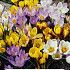 Crocus Botanical Mixed x10 5/6