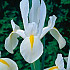 Iris Hollandica White Excelsior 10/+