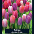 Tulipa Garden Pride x20 12/+