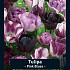 Tulipa Pink Blues x20 12/+