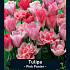 Tulipa Pink Panther x20 12/+