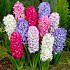 Hyacinthus Orientalis Mixed 15/16