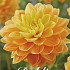 Dahlia Aladdin's Lamp x1 I I