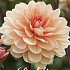 Dahlia Apricot Desiree x1 l I