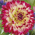 Dahlia Deco. Ariko Aphrodite x1 I I