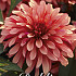 Dahlia Gallerie Art Deco x1 l I