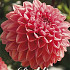 Dahlia Blitzer x1 l I