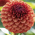 Dahlia Ball Brown Sugar x 1 I I