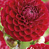 Dahlia Ball Cornel x 1 I I