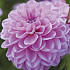 Dahlia Ball Dallas x 1 I I