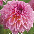 Dahlia Ball Esli x 1 I I