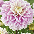 Dahlia Jannicks Symphony x 1 I I