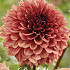 Dahlia Jowey Merel	x 1 I I