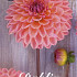 Dahlia Ball Moderato x 1 I I