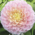 Dahlia Opal x 1 I I