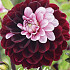 Dahlia Daria in Love x1 l I