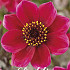 Dahlia Dracula x1 l I