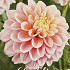 Dahlia Deco. Giovanna x1 l I