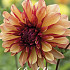 Dahlia Deco. Gitts Crazy  x1 l I