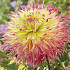 Dahlia Deco. Hapet Pastel x1 l I