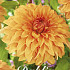 Dahlia Hercules x1 l I