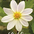 Dahlia Special Imperialis White x1 l I