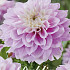 Dahlia Deco. Izzy x1 l I