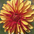 Dahlia Deco. Japlou x1 l I