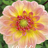 Dahlia Morning Glory x1 l I