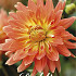 Dahlia Deco. Motto x1 l I