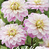 Dahlia Orion x1 l I