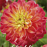 Dahlia Deco. Princess Erika x1 l I