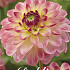 Dahlia Pure Happiness x1 l I