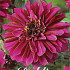 Dahlia Purple Haze x1 l I