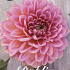 Dahlia Deco. Rina Bredie x1 l I