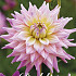 Dahlia Deco. Romantique x1 l I