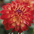 Dahlia Deco. Simone x1 l I