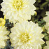 Dahlia Deco. Snowbound x1 l I