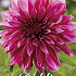 Dahlia Deco. Tanita x1 l I