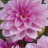 Dahlia Deco. Tolledo x1 l I